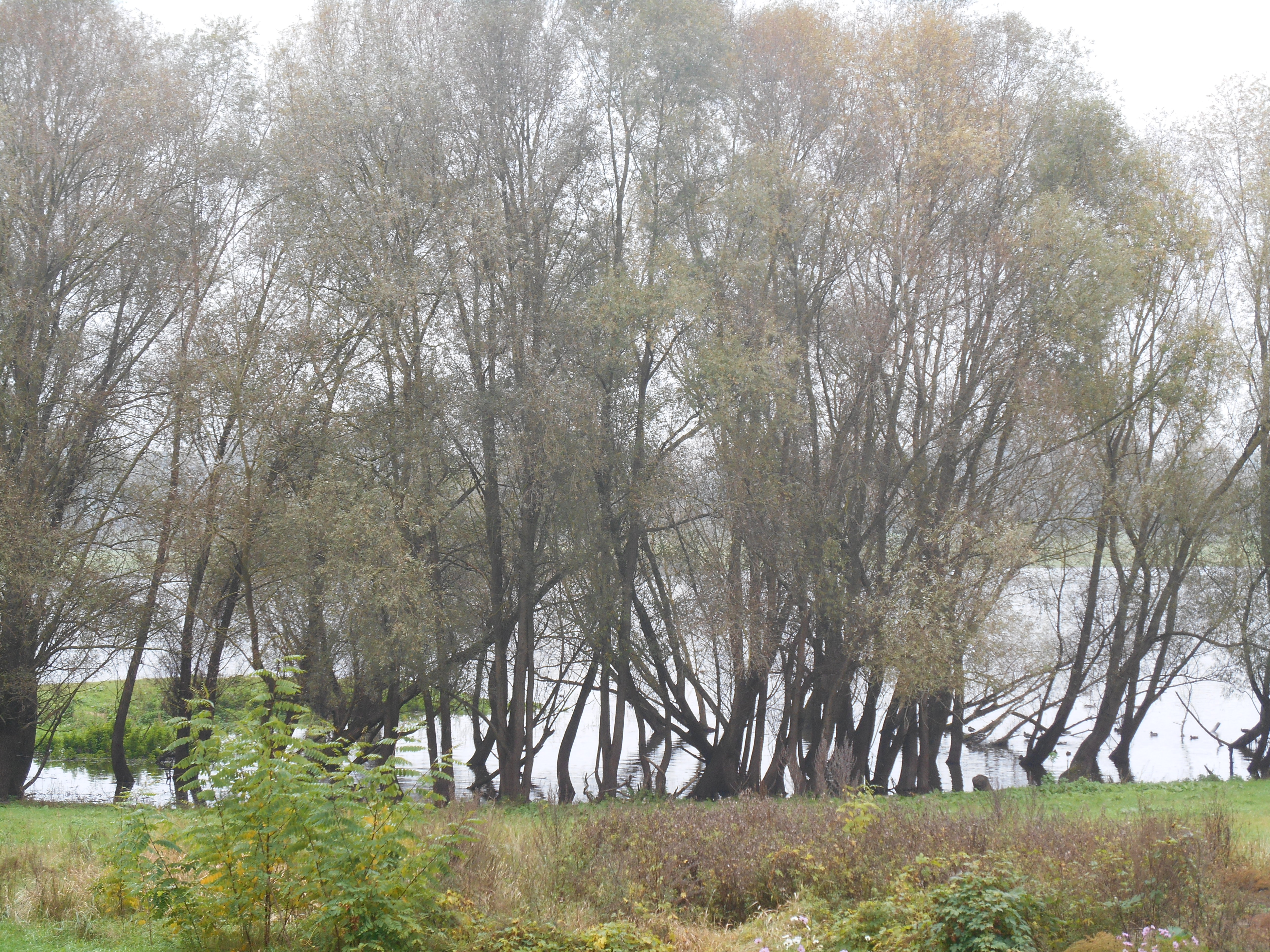 Elbe Vogelbeobachtung