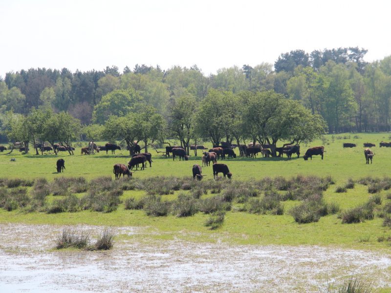 Heckrinder an der Elbe