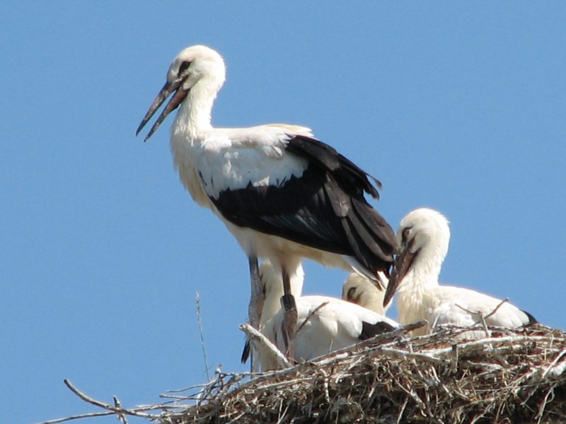 Weisstorchnest an der Elbtalaue